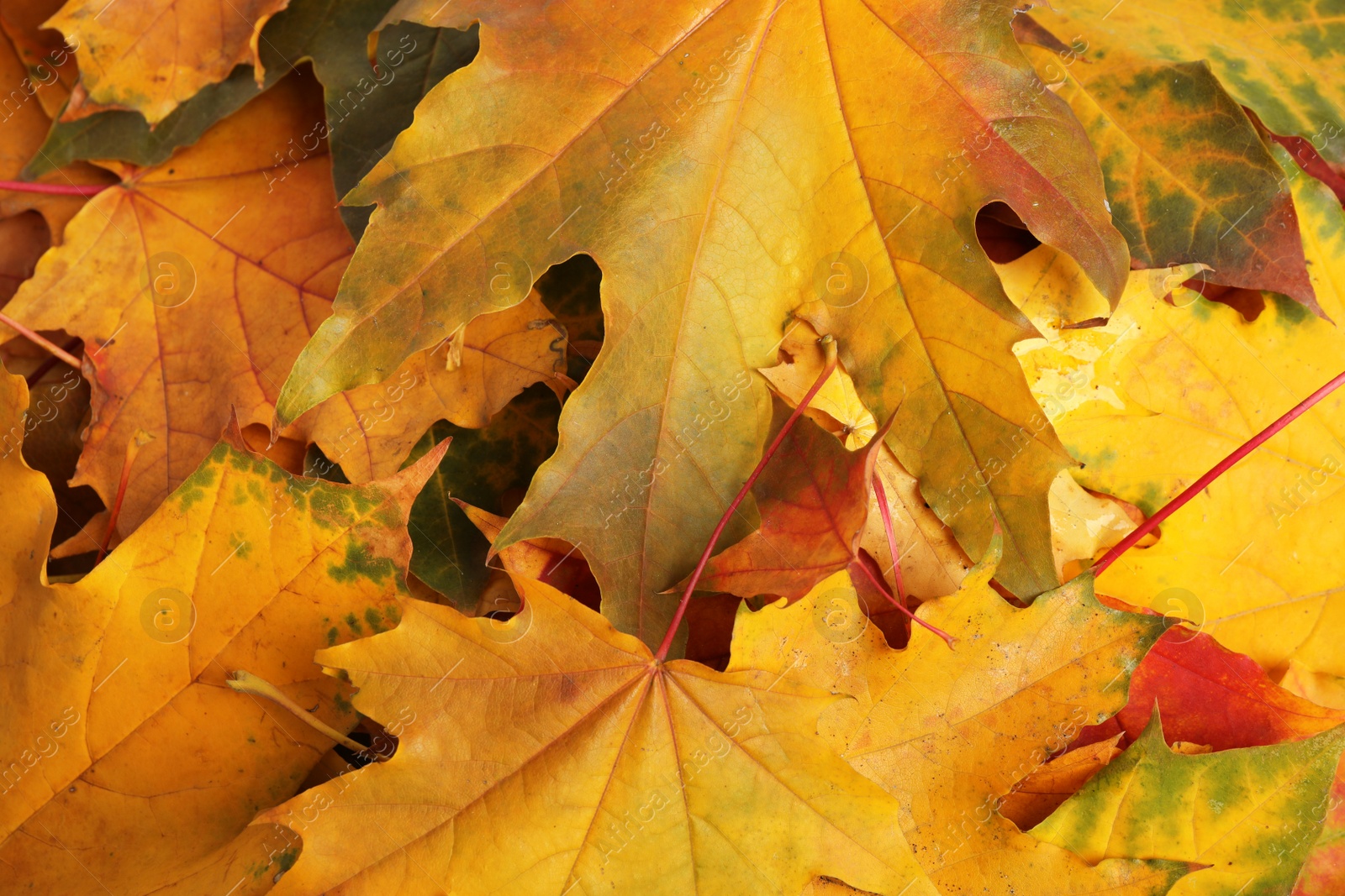 Beautiful golden autumn leaves as background, top view Photo of Beautiful golden autumn leaves as background, top view