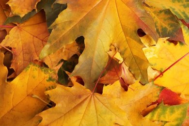 Beautiful golden autumn leaves as background, top view Photo of Beautiful golden autumn leaves as background, top view
