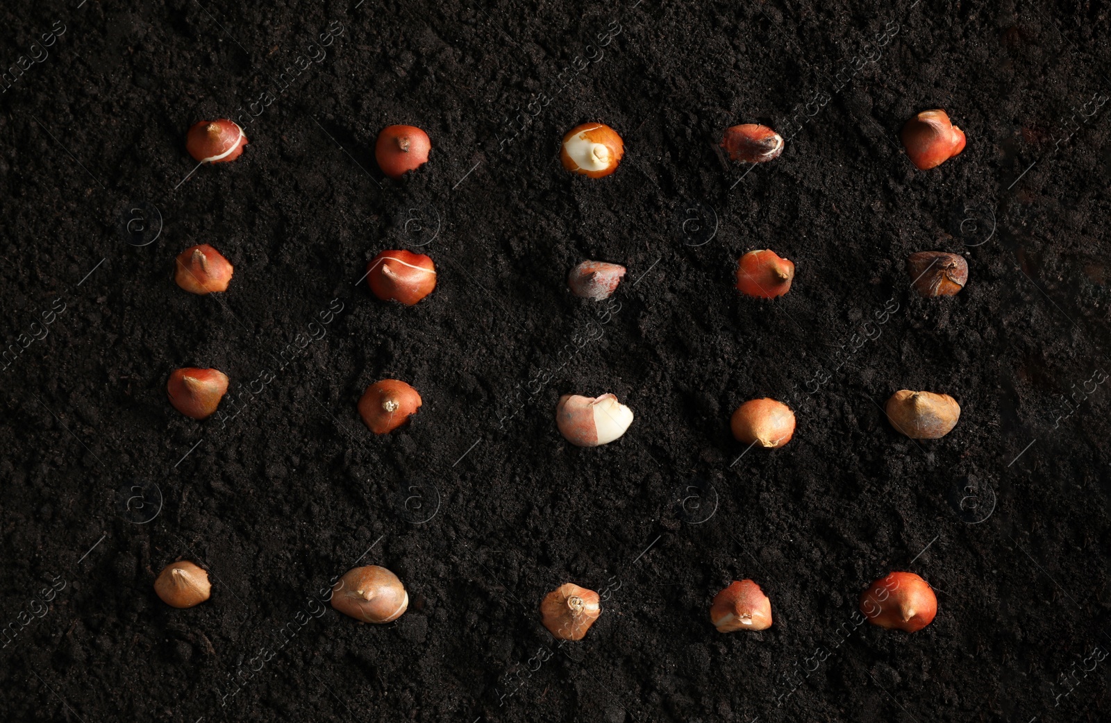 Many tulip bulbs in soil, flat lay Photo of Many tulip bulbs in soil, flat lay