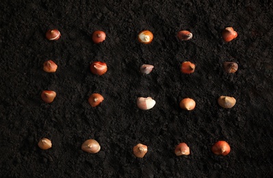 Many tulip bulbs in soil, flat lay Photo of Many tulip bulbs in soil, flat lay