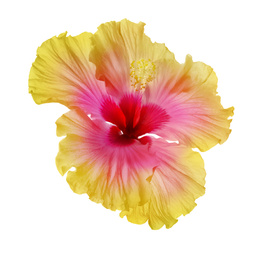 Beautiful tropical hibiscus flower isolated on white Image of Beautiful tropical hibiscus flower isolated on white