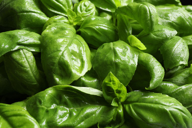 Photo of Fresh basil leaves as background, top view