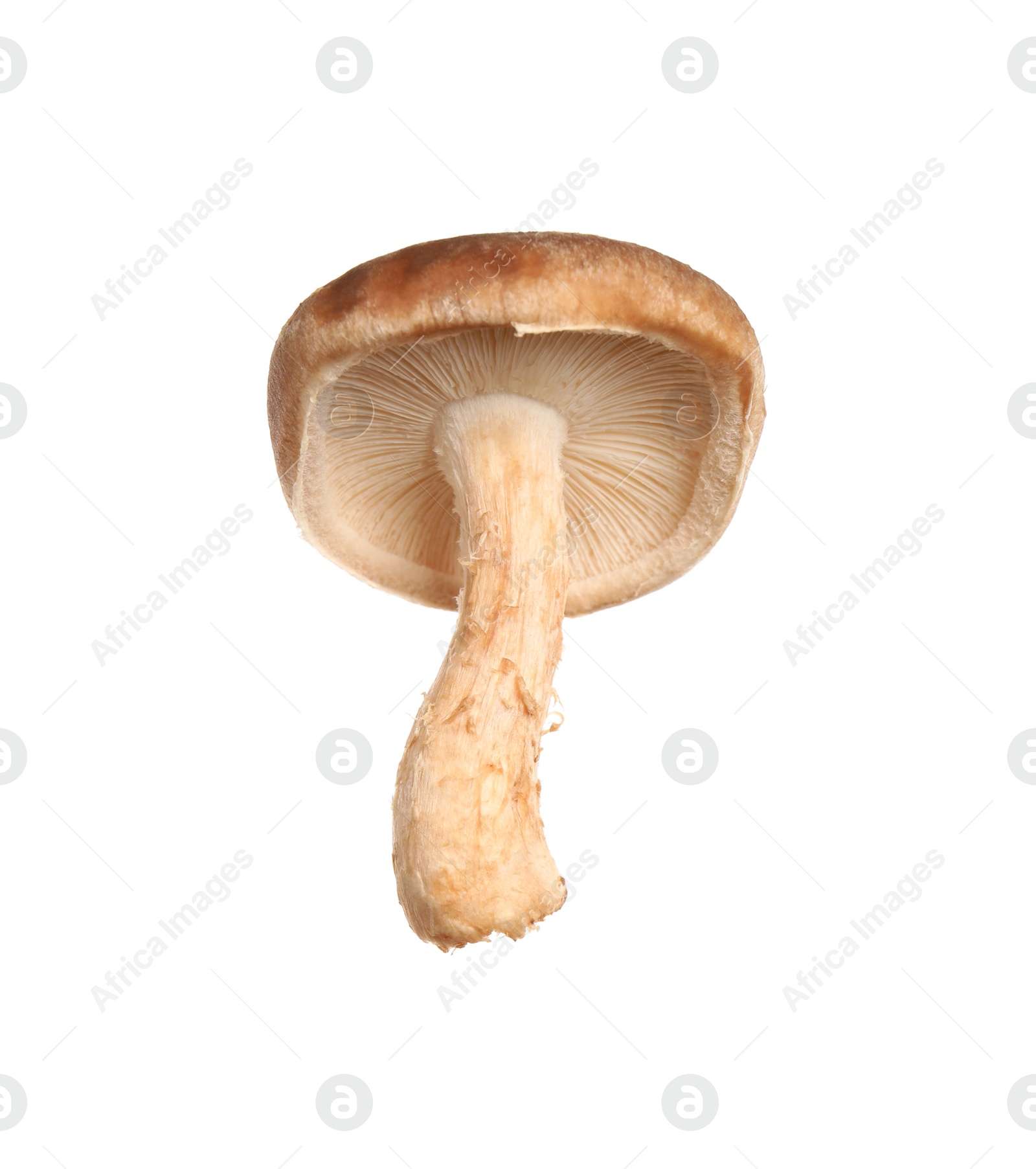 Fresh wild shiitake mushroom isolated on white Photo of Fresh wild shiitake mushroom isolated on white