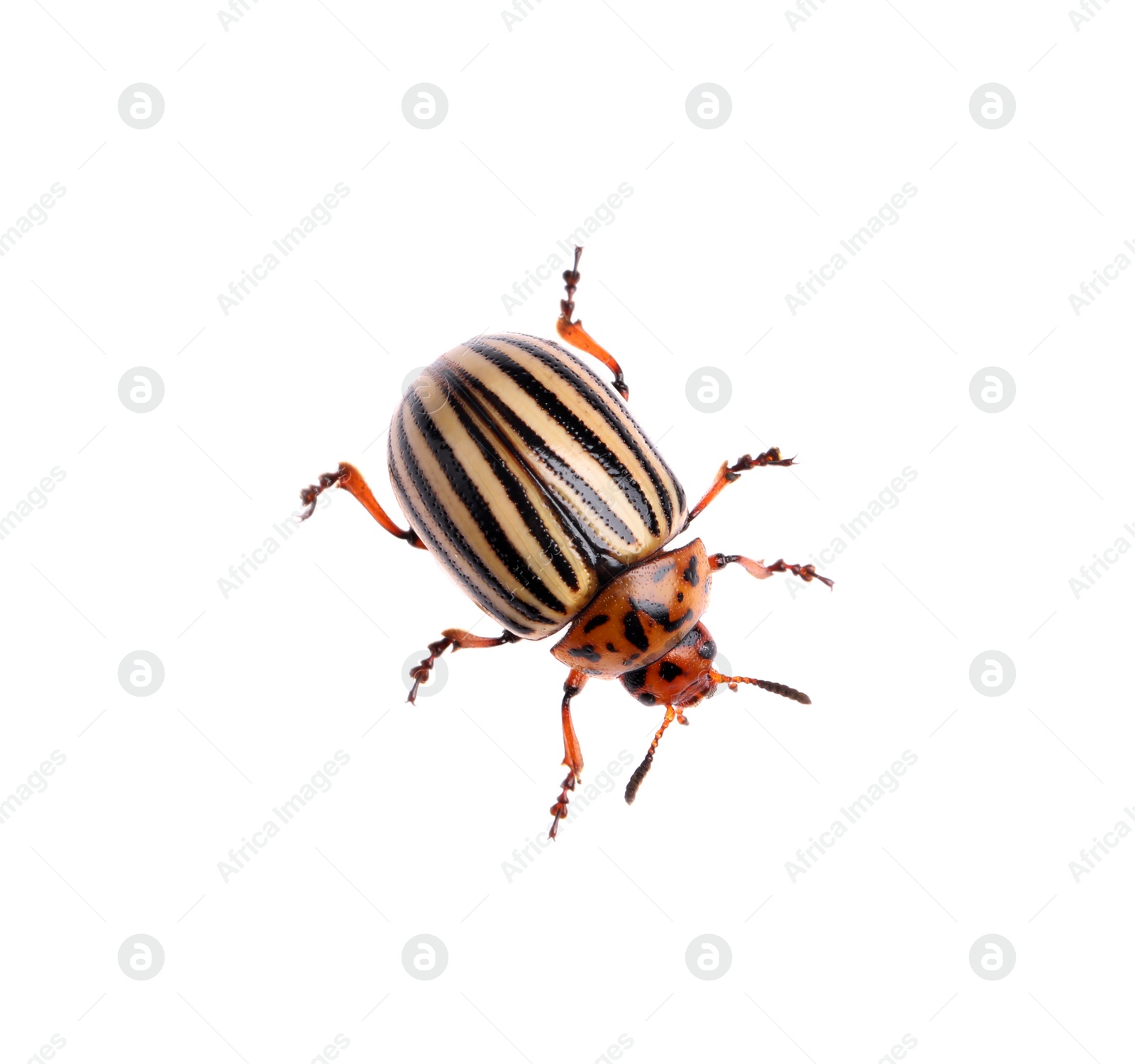 One colorado potato beetle isolated on white Photo of One colorado potato beetle isolated on white