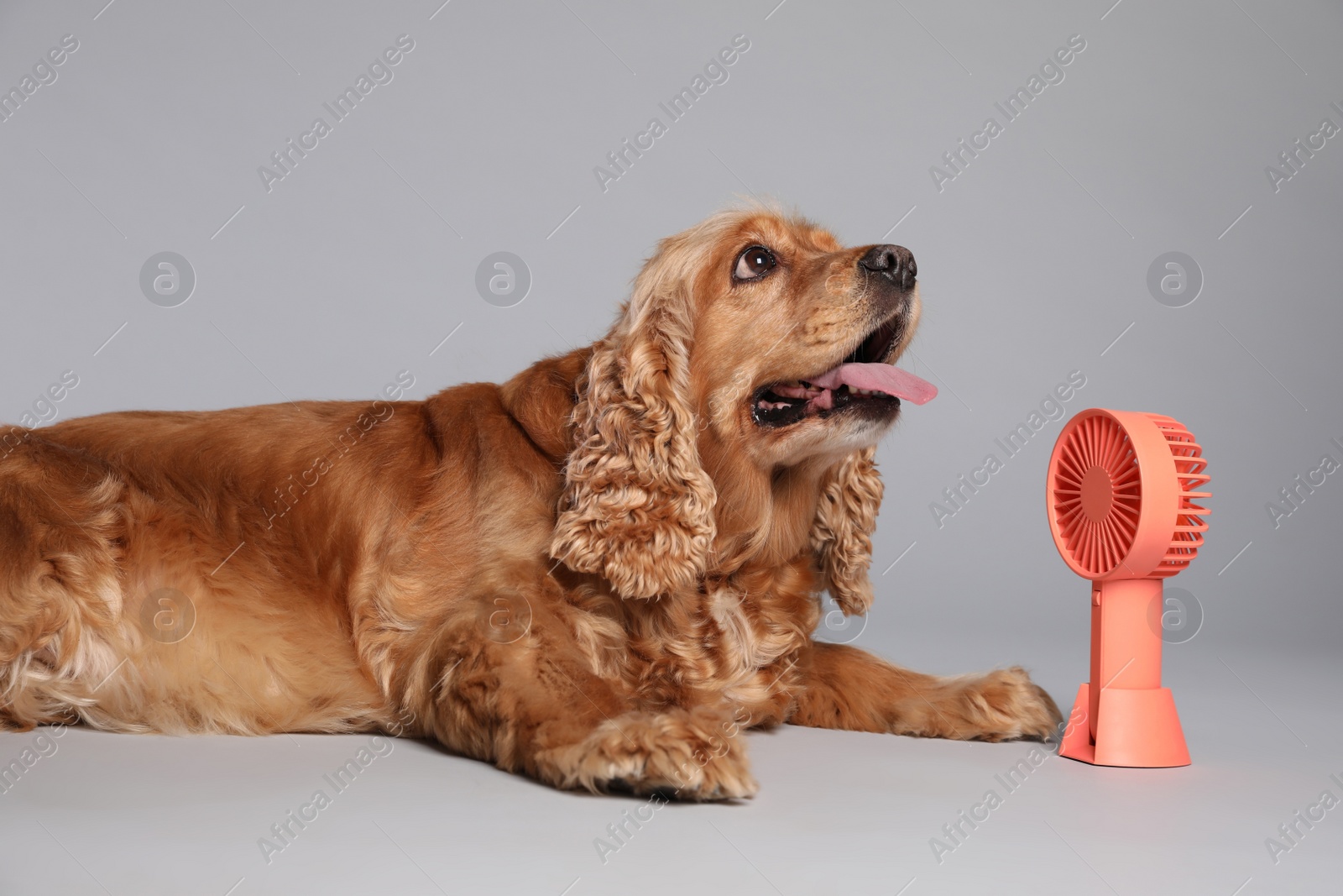 English Cocker Spaniel enjoying air flow from fan on grey background. Summer heat Photo of English Cocker Spaniel enjoying air flow from fan on grey background. Summer heat