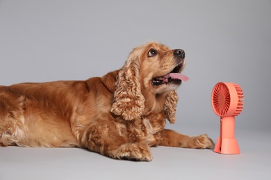 English Cocker Spaniel enjoying air flow from fan on grey background. Summer heat Photo of English Cocker Spaniel enjoying air flow from fan on grey background. Summer heat