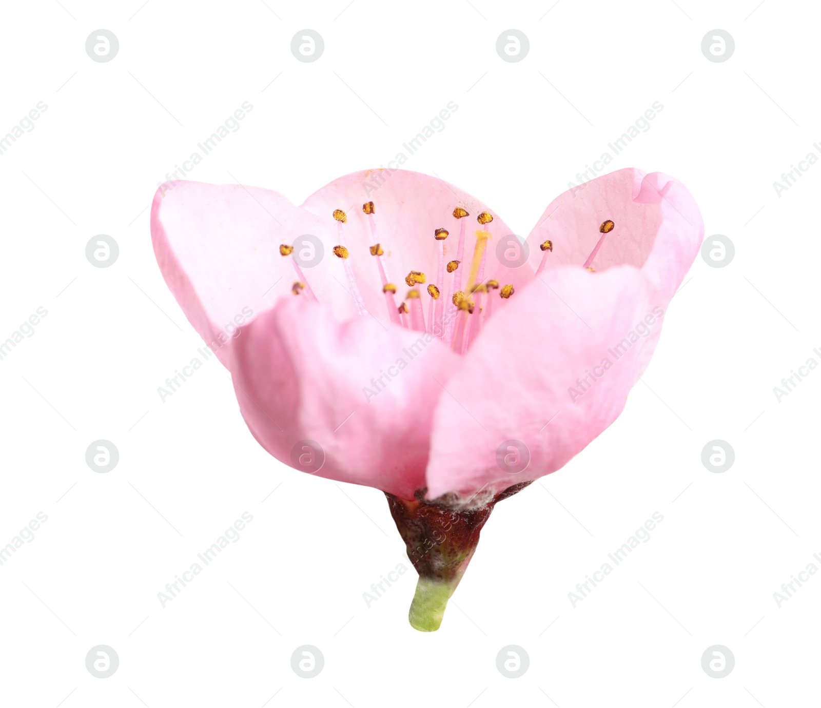 Photo of Beautiful sakura tree flower isolated on white