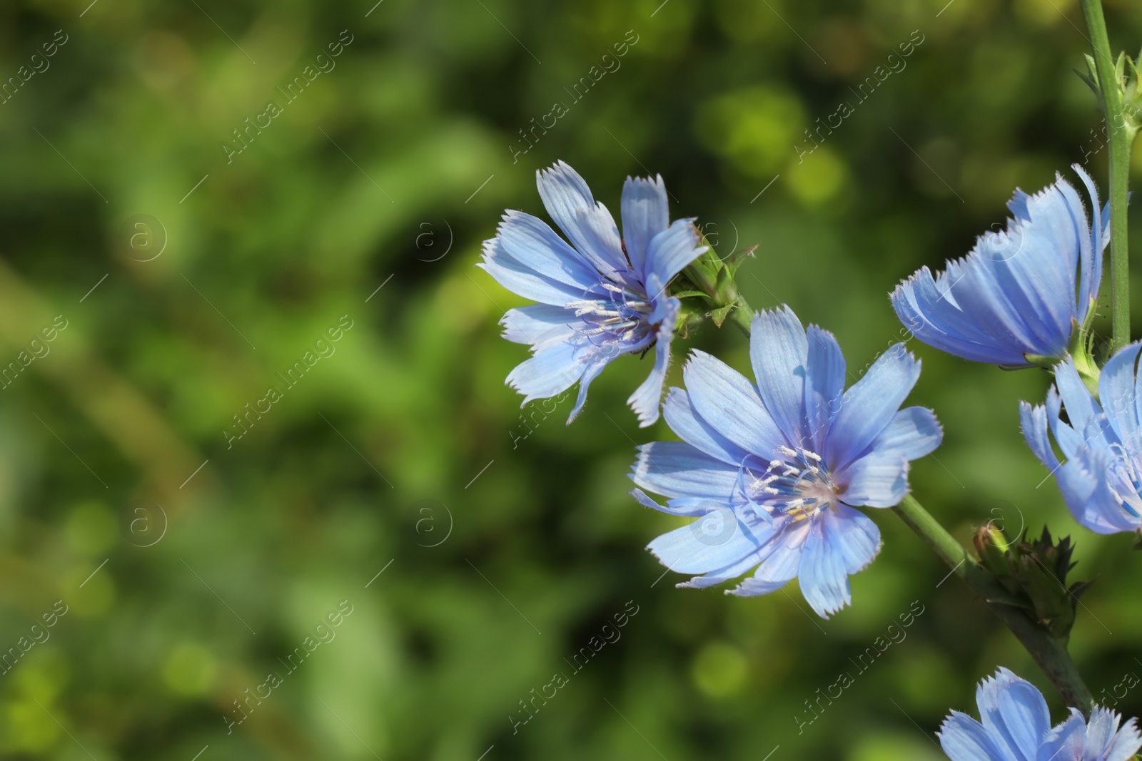 Beautiful blooming chicory flowers growing outdoors, closeup. Space for text Photo of Beautiful blooming chicory flowers growing outdoors, closeup. Space for text