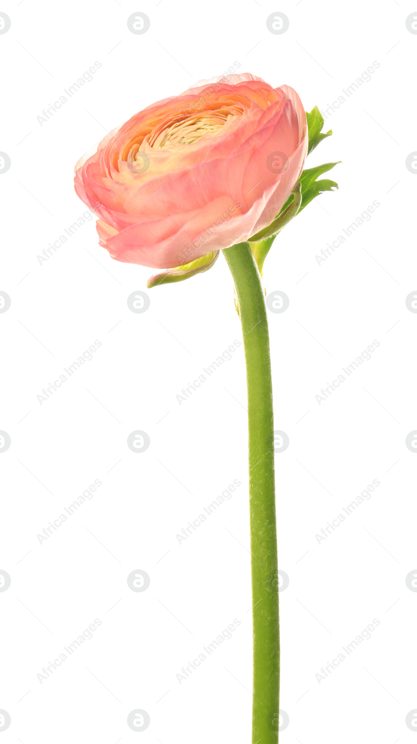 Beautiful ranunculus flower on white background Photo of Beautiful ranunculus flower on white background