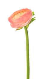 Beautiful ranunculus flower on white background Photo of Beautiful ranunculus flower on white background
