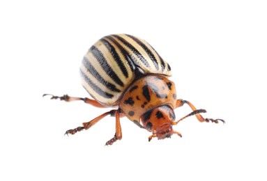 Photo of One colorado potato beetle isolated on white