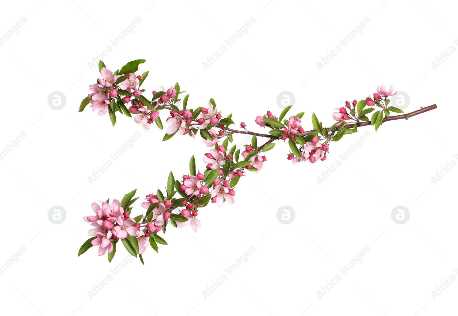 Beautiful sakura tree branch isolated on white Photo of Beautiful sakura tree branch isolated on white