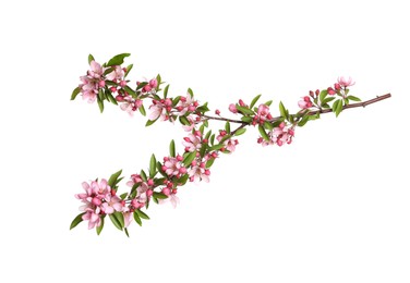 Beautiful sakura tree branch isolated on white Photo of Beautiful sakura tree branch isolated on white