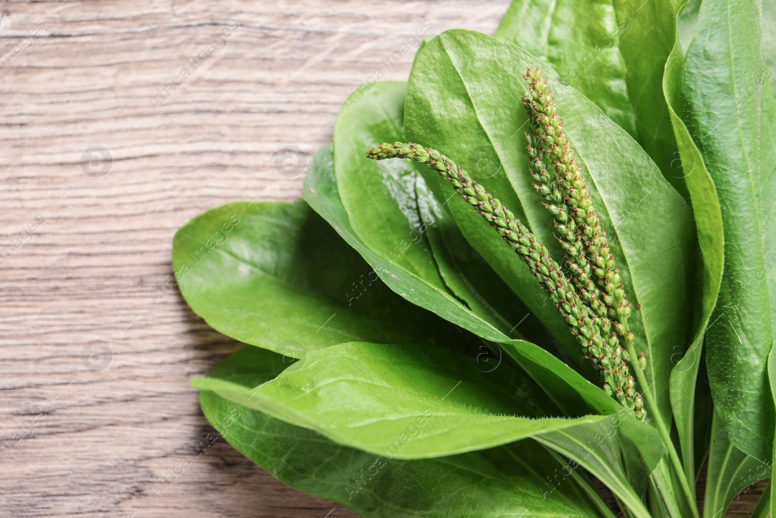 Green broadleaf plantain leaves on wooden table, closeup Photo of Green broadleaf plantain leaves on wooden table, closeup