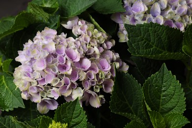 Beautiful hortensia plant with light flowers, closeup Photo of Beautiful hortensia plant with light flowers, closeup