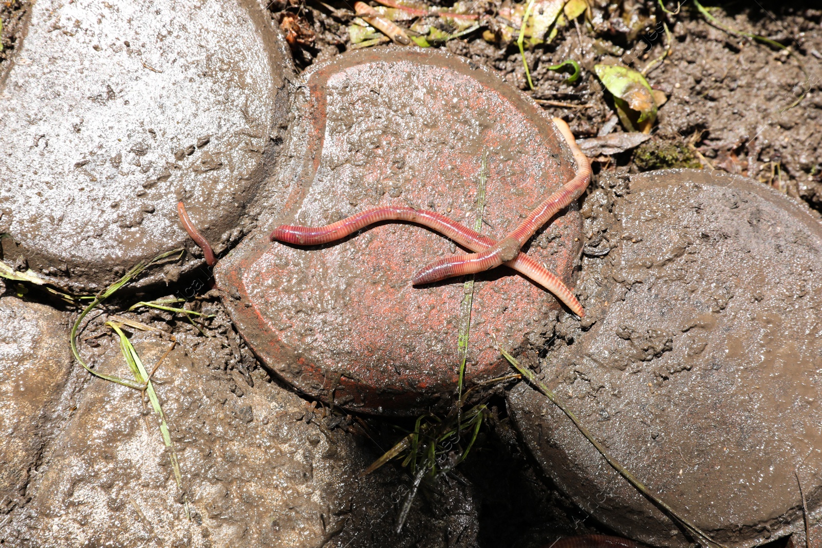 Earthworms in dirt on wet pavement outdoors, top view Photo of Earthworms in dirt on wet pavement outdoors, top view
