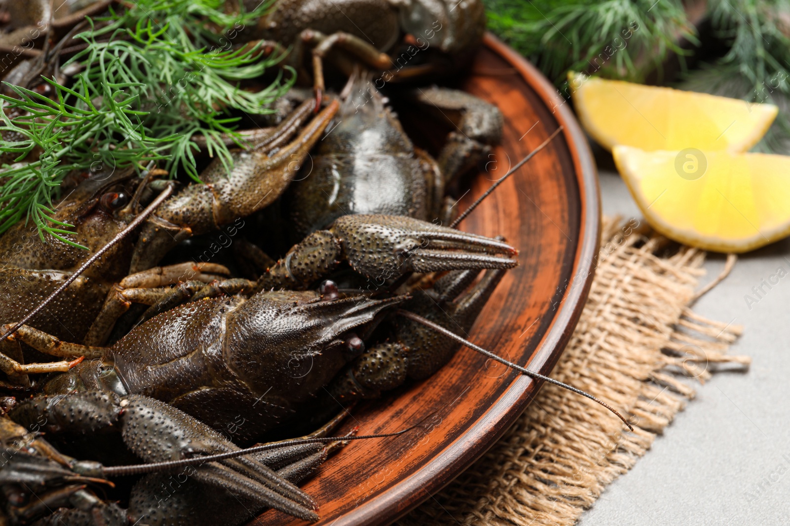 Fresh raw crayfishes with dill on grey table, closeup Photo of Fresh raw crayfishes with dill on grey table, closeup