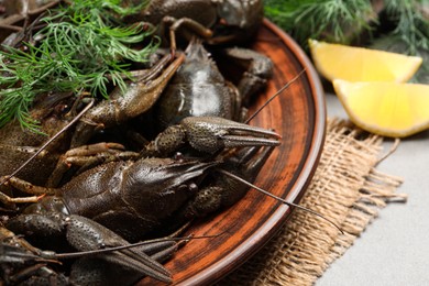 Fresh raw crayfishes with dill on grey table, closeup Photo of Fresh raw crayfishes with dill on grey table, closeup