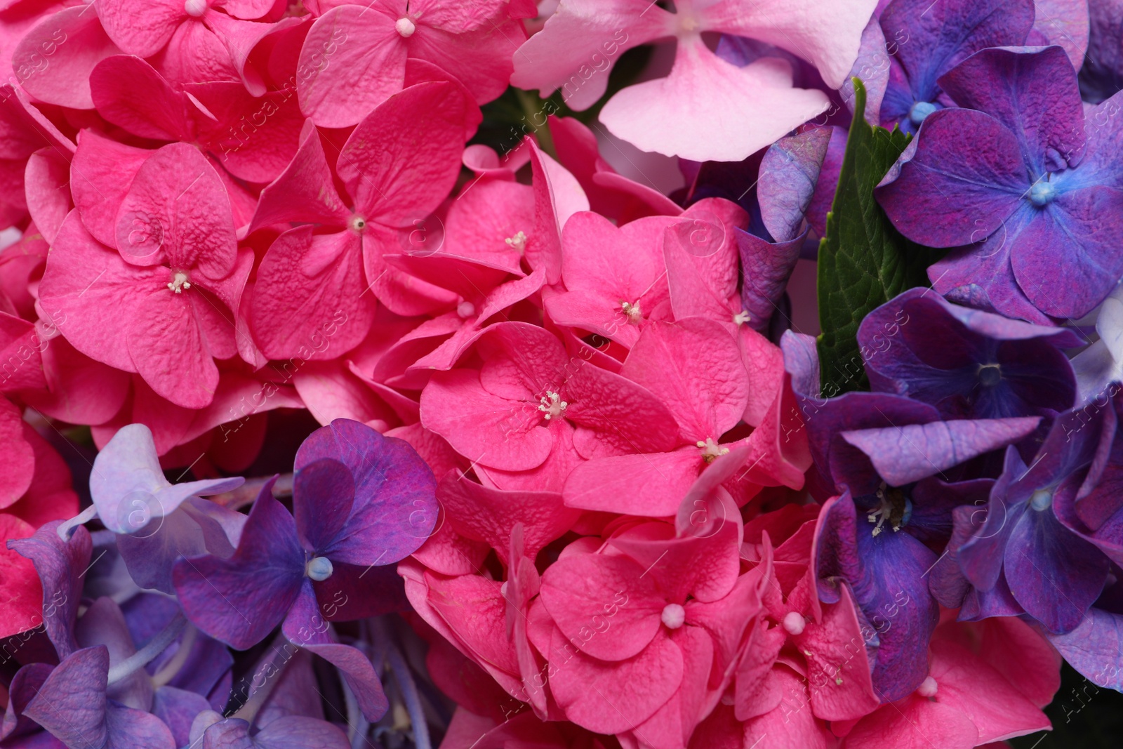Beautiful bright hortensia flowers as background, closeup Photo of Beautiful bright hortensia flowers as background, closeup