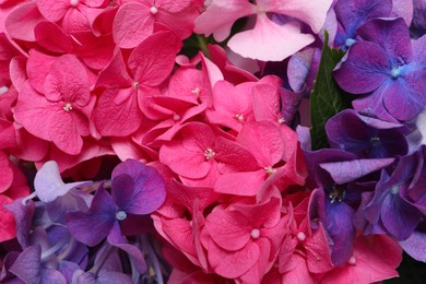 Beautiful bright hortensia flowers as background, closeup Photo of Beautiful bright hortensia flowers as background, closeup
