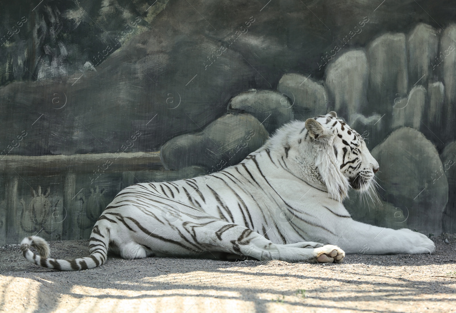 Bengal white tiger in zoo on sunny day Photo of Bengal white tiger in zoo on sunny day