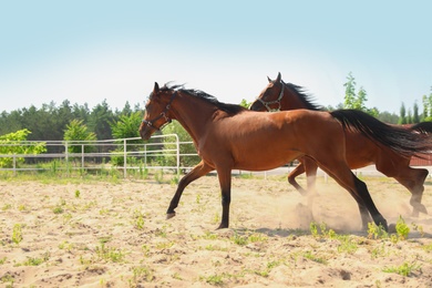 Bay horses in paddock on sunny day. Beautiful pets Photo of Bay horses in paddock on sunny day. Beautiful pets