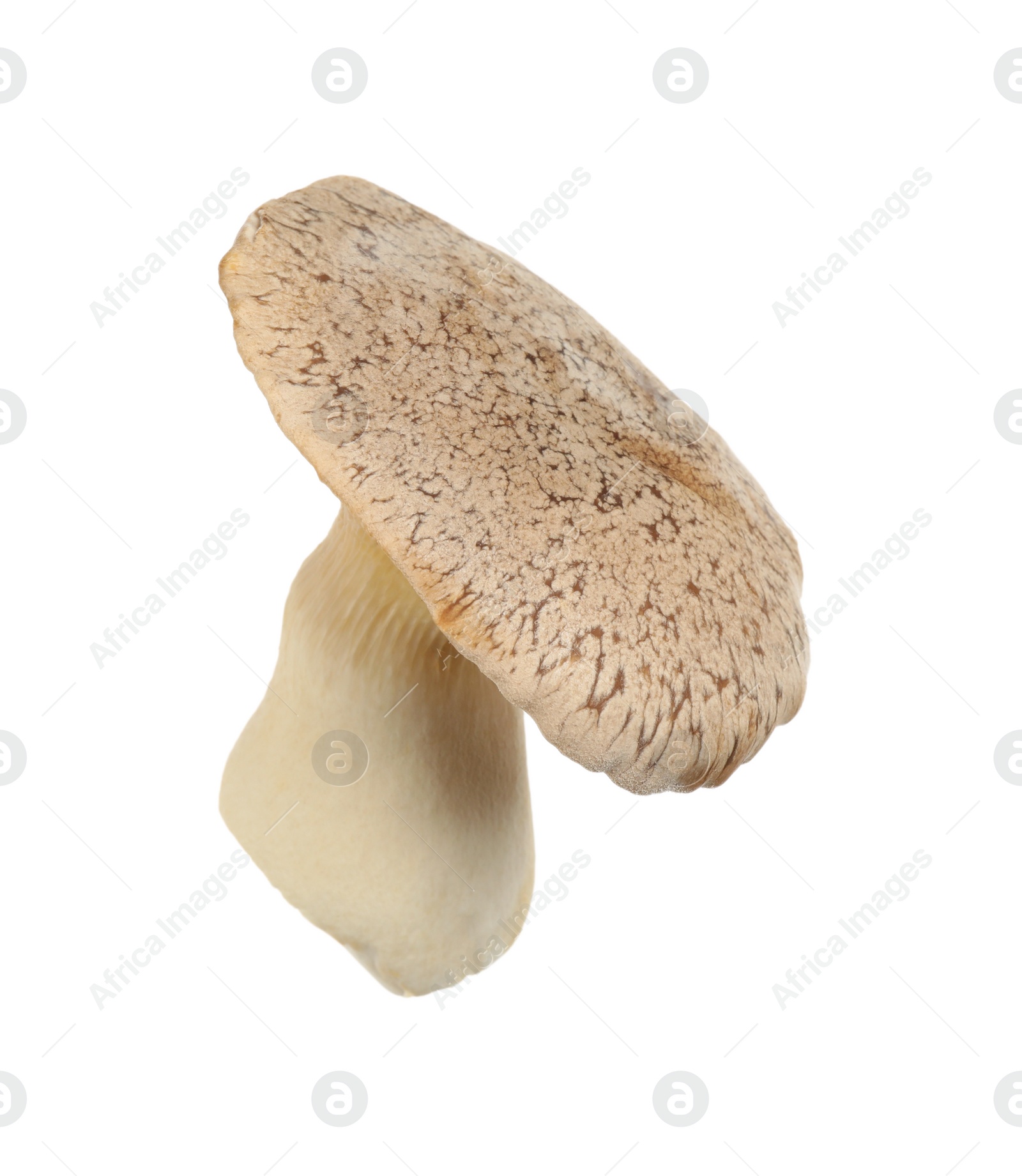 Fresh king trumpet mushroom isolated on white Photo of Fresh king trumpet mushroom isolated on white