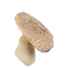 Photo of Fresh king trumpet mushroom isolated on white