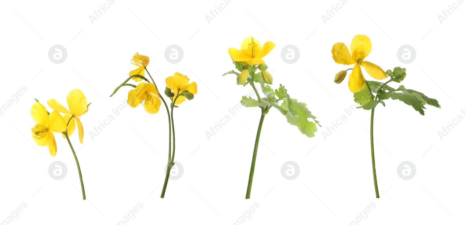 Celandine plants with yellow flowers and green leaves on white background, collage. Banner design Image of Celandine plants with yellow flowers and green leaves on white background, collage. Banner design