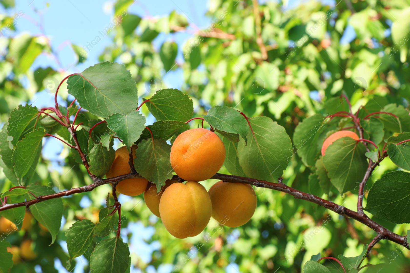 Tree branch with ripening apricots outdoors, closeup Image of Tree branch with ripening apricots outdoors, closeup