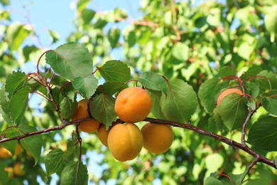 Tree branch with ripening apricots outdoors, closeup Image of Tree branch with ripening apricots outdoors, closeup