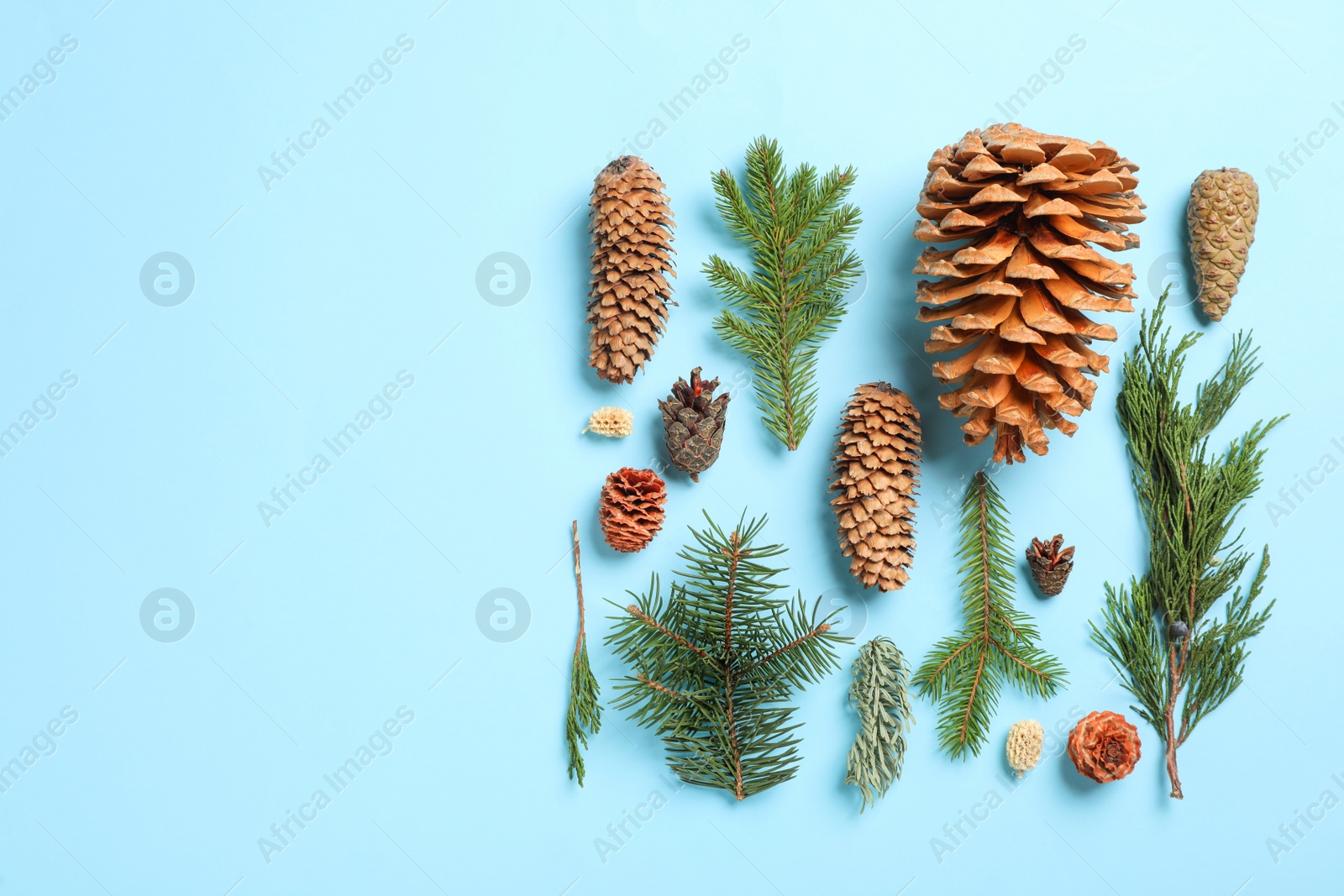 Flat lay composition with pinecones on light blue background. Space for text Photo of Flat lay composition with pinecones on light blue background. Space for text