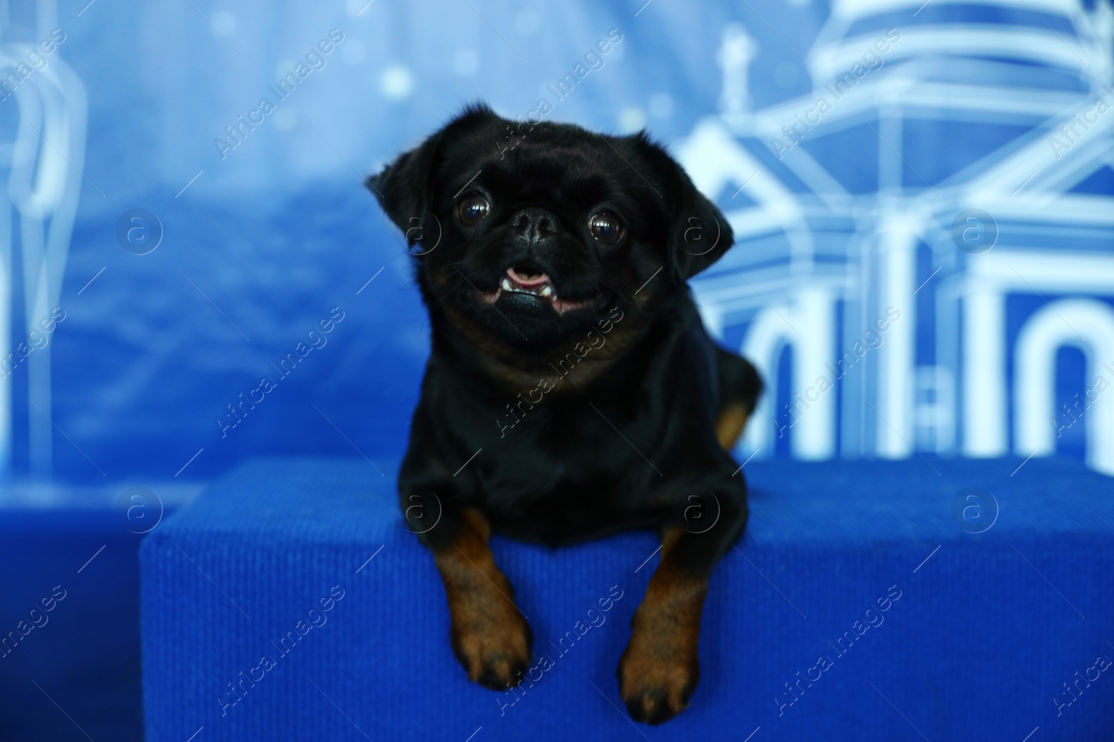 Adorable black Petit Brabancon dog sitting on blurred blue background Image of Adorable black Petit Brabancon dog sitting on blurred blue background