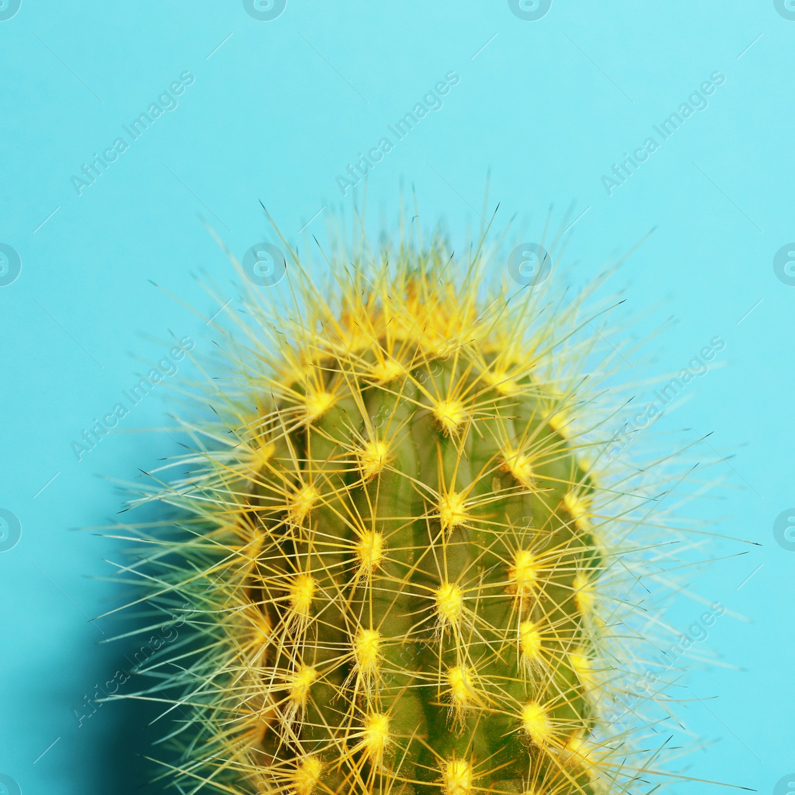 Image of Beautiful bright cactus on light blue background, closeup