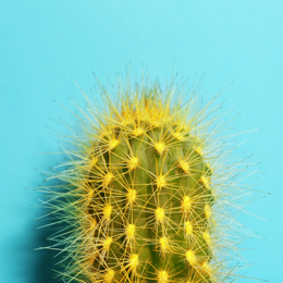 Beautiful bright cactus on light blue background, closeup Image of Beautiful bright cactus on light blue background, closeup
