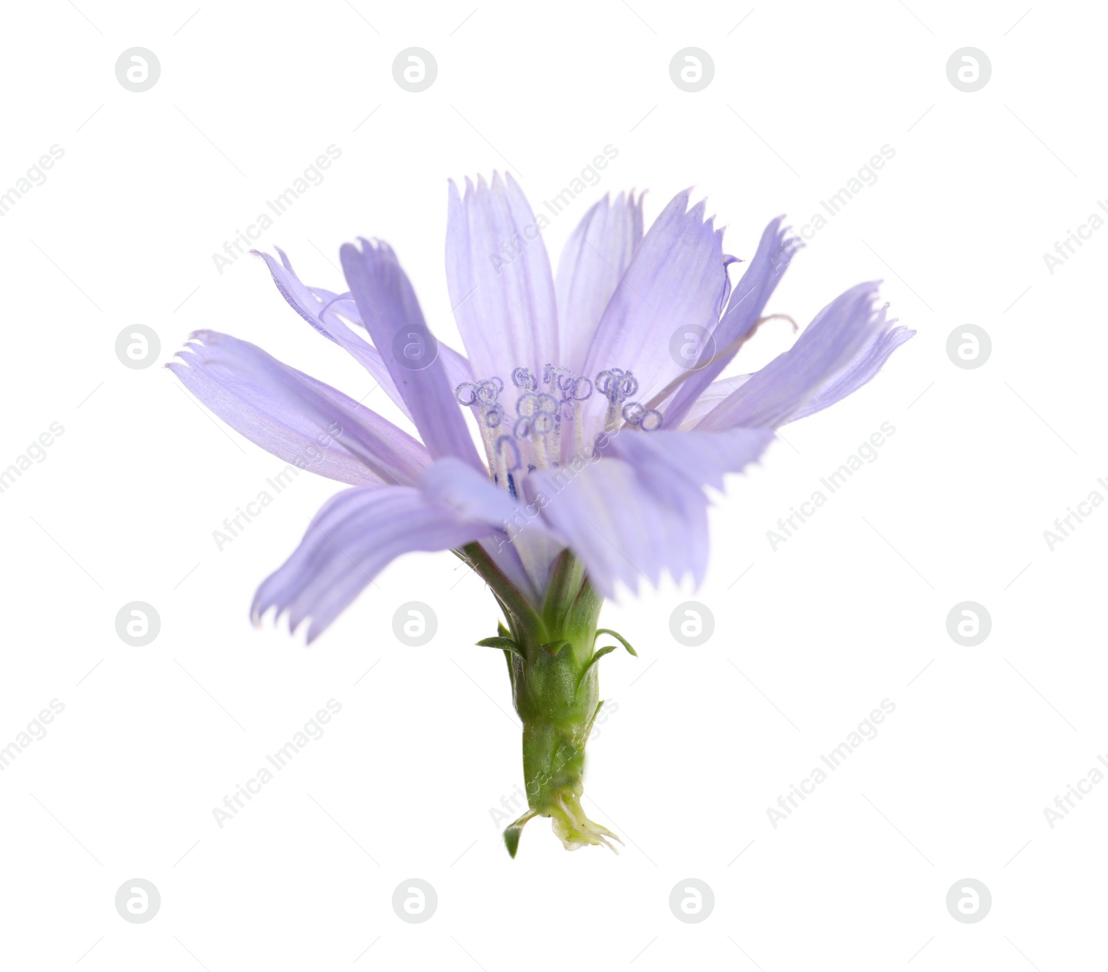Photo of Beautiful tender chicory flower isolated on white