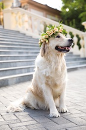 Adorable golden Retriever wearing wreath made of beautiful flowers outdoors Photo of Adorable golden Retriever wearing wreath made of beautiful flowers outdoors