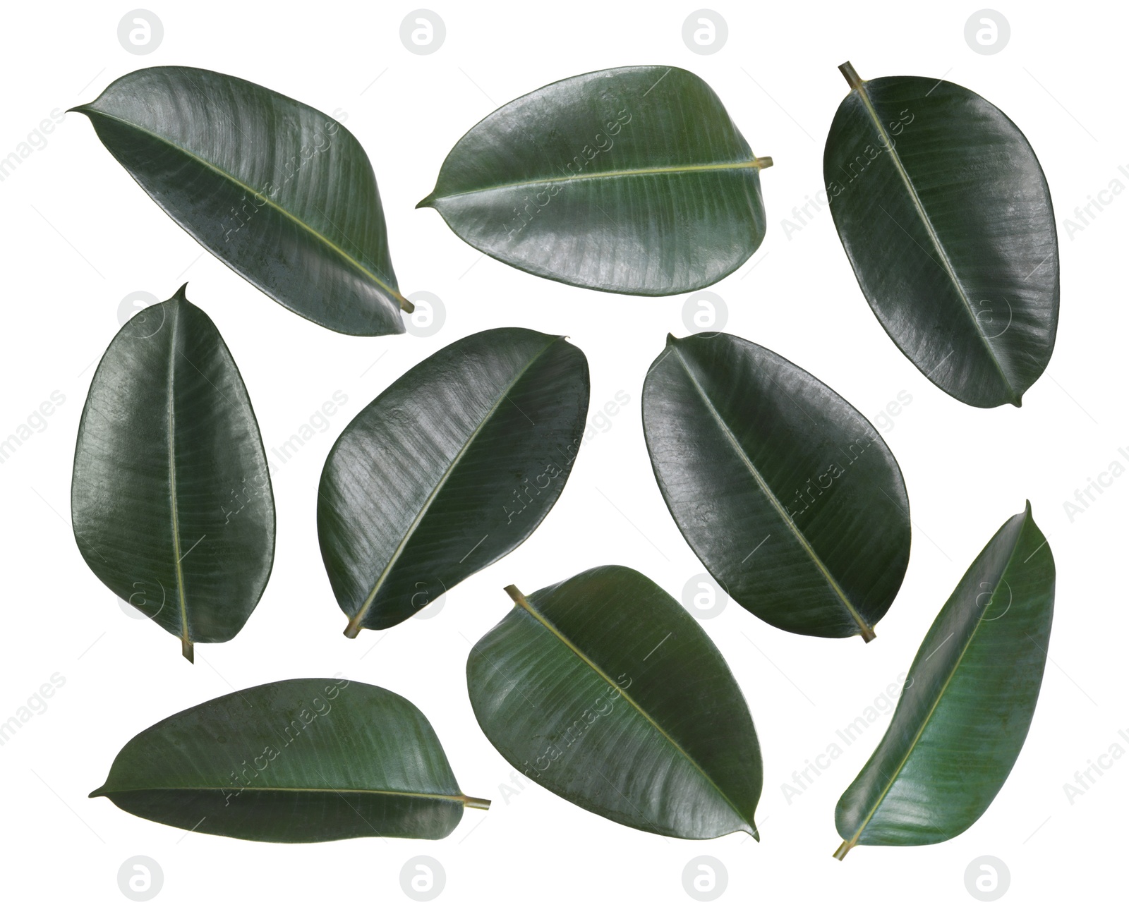 Beautiful fresh green leaves on white background, collage Image of Beautiful fresh green leaves on white background, collage