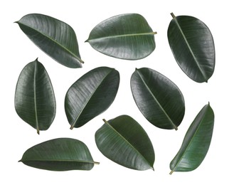 Image of Beautiful fresh green leaves on white background, collage