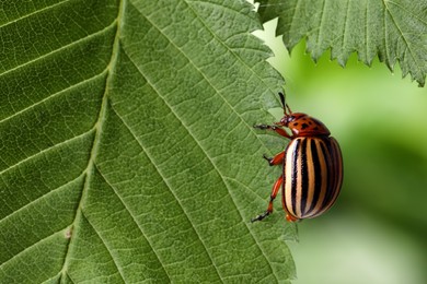 Photo of Colorado potato beetle on green leaf against blurred background, closeup. Space for text