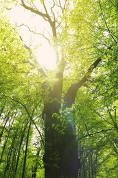 Beautiful tall tree with green leaves in park, low angle view Photo of Beautiful tall tree with green leaves in park, low angle view