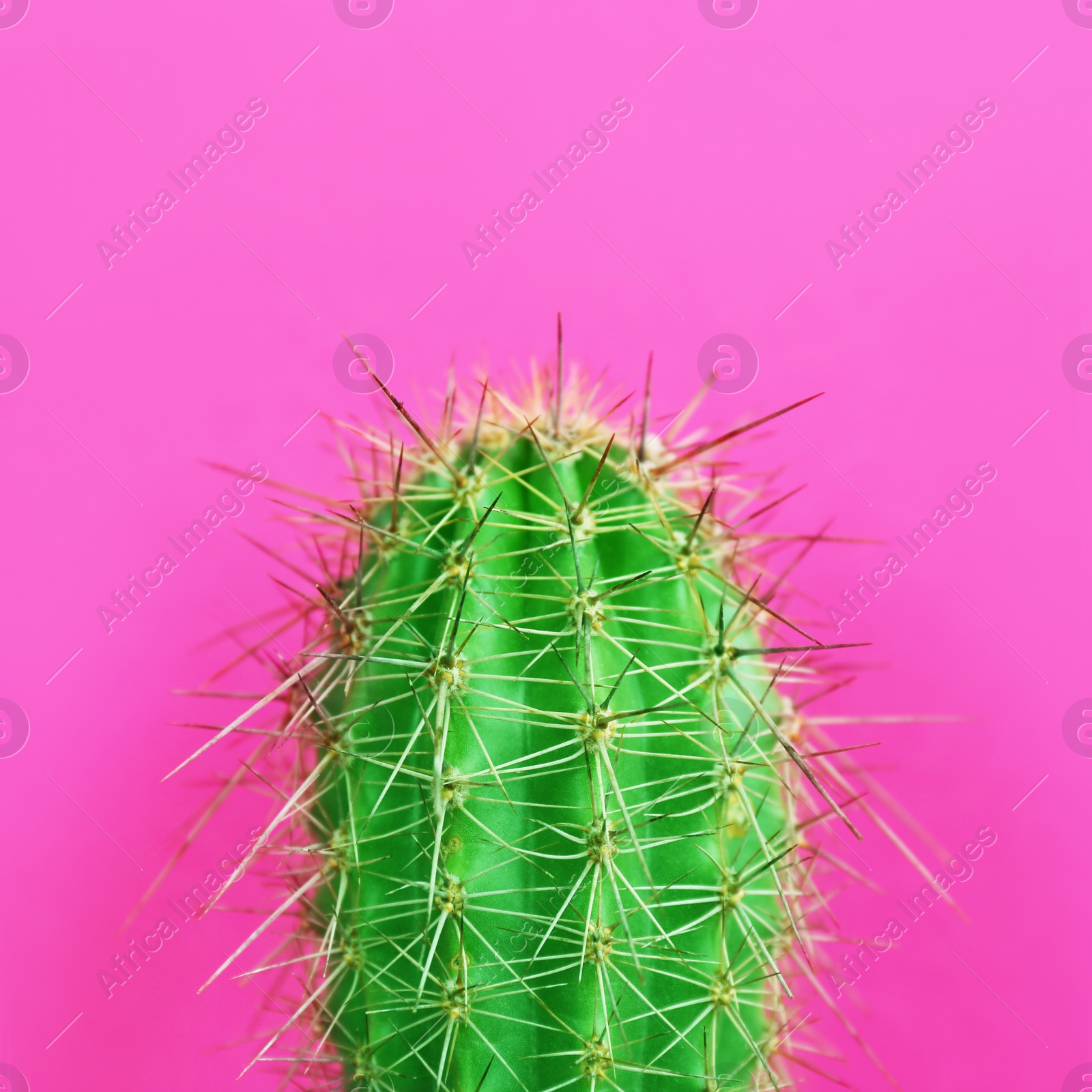 Beautiful bright cactus on pink background, closeup Image of Beautiful bright cactus on pink background, closeup