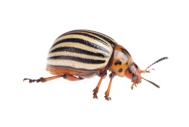Photo of One colorado potato beetle isolated on white