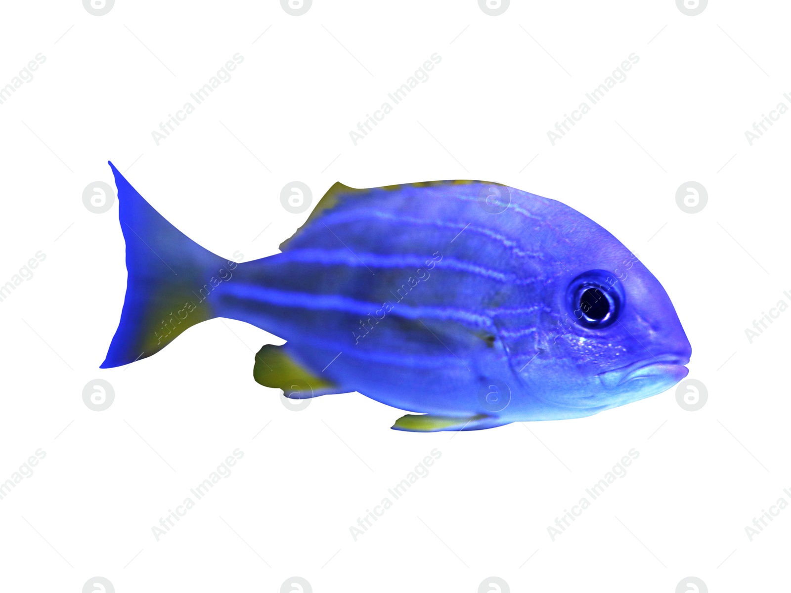 Beautiful bluestriped snapper on white background. Tropical fish Image of Beautiful bluestriped snapper on white background. Tropical fish
