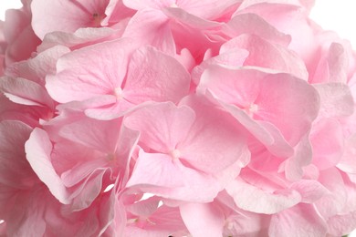 Beautiful pink hortensia flowers as background, closeup Photo of Beautiful pink hortensia flowers as background, closeup