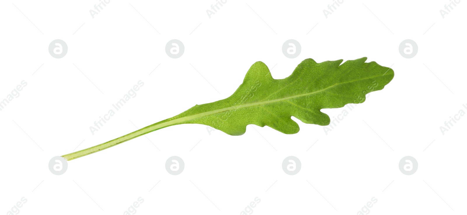 Leaf of fresh arugula isolated on white Photo of Leaf of fresh arugula isolated on white