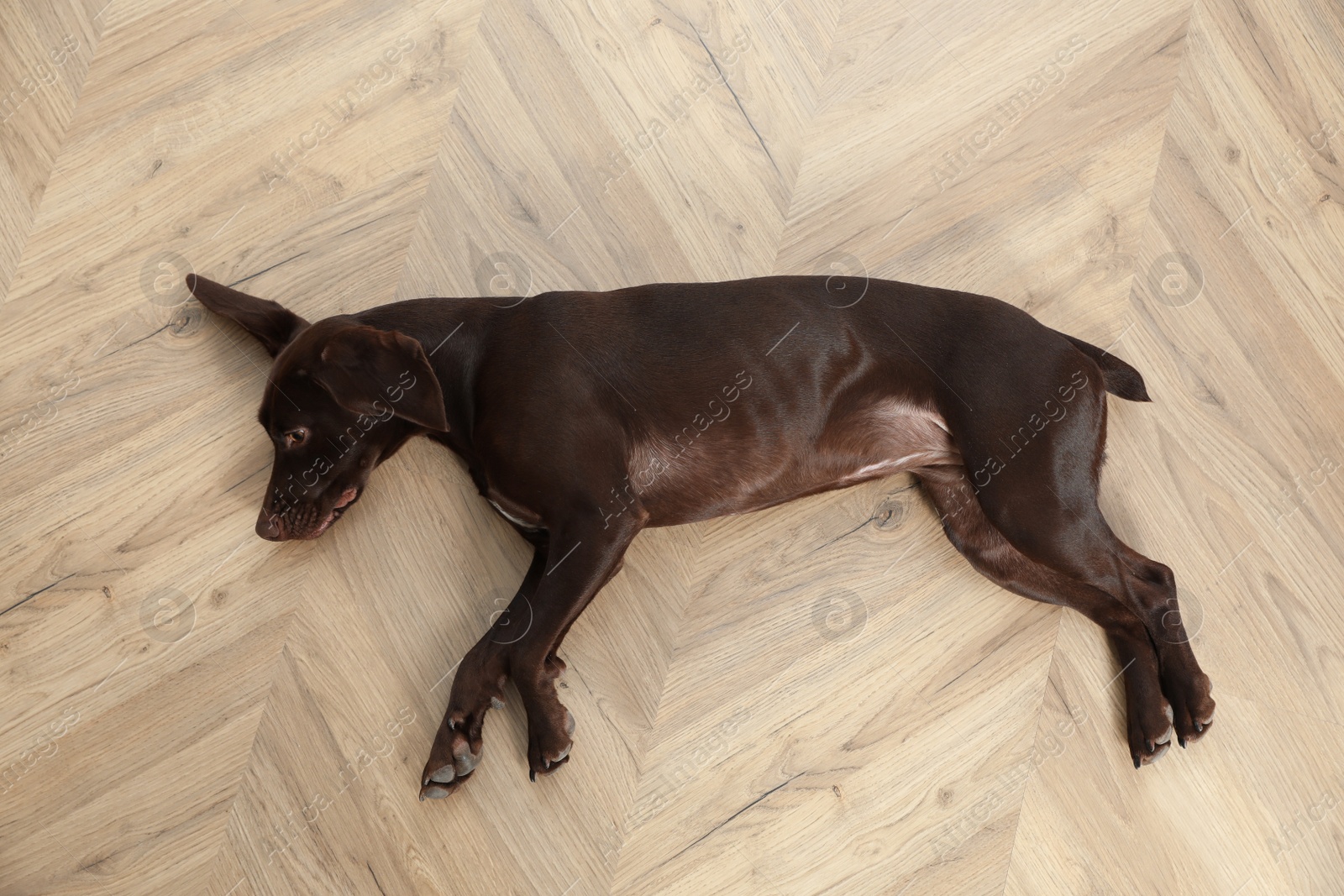 Cute German Shorthaired Pointer dog resting on warm floor, top view. Heating system Photo of Cute German Shorthaired Pointer dog resting on warm floor, top view. Heating system