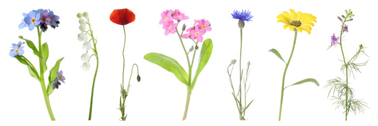 Image of Collection of different beautiful wild flowers on white background. Banner design