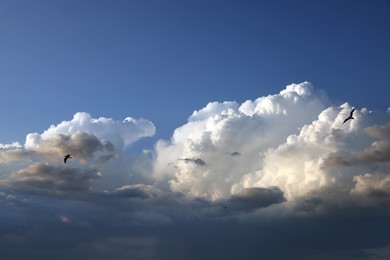 Picturesque view of beautiful blue sky with flying birds against fluffy white clouds Photo of Picturesque view of beautiful blue sky with flying birds against fluffy white clouds