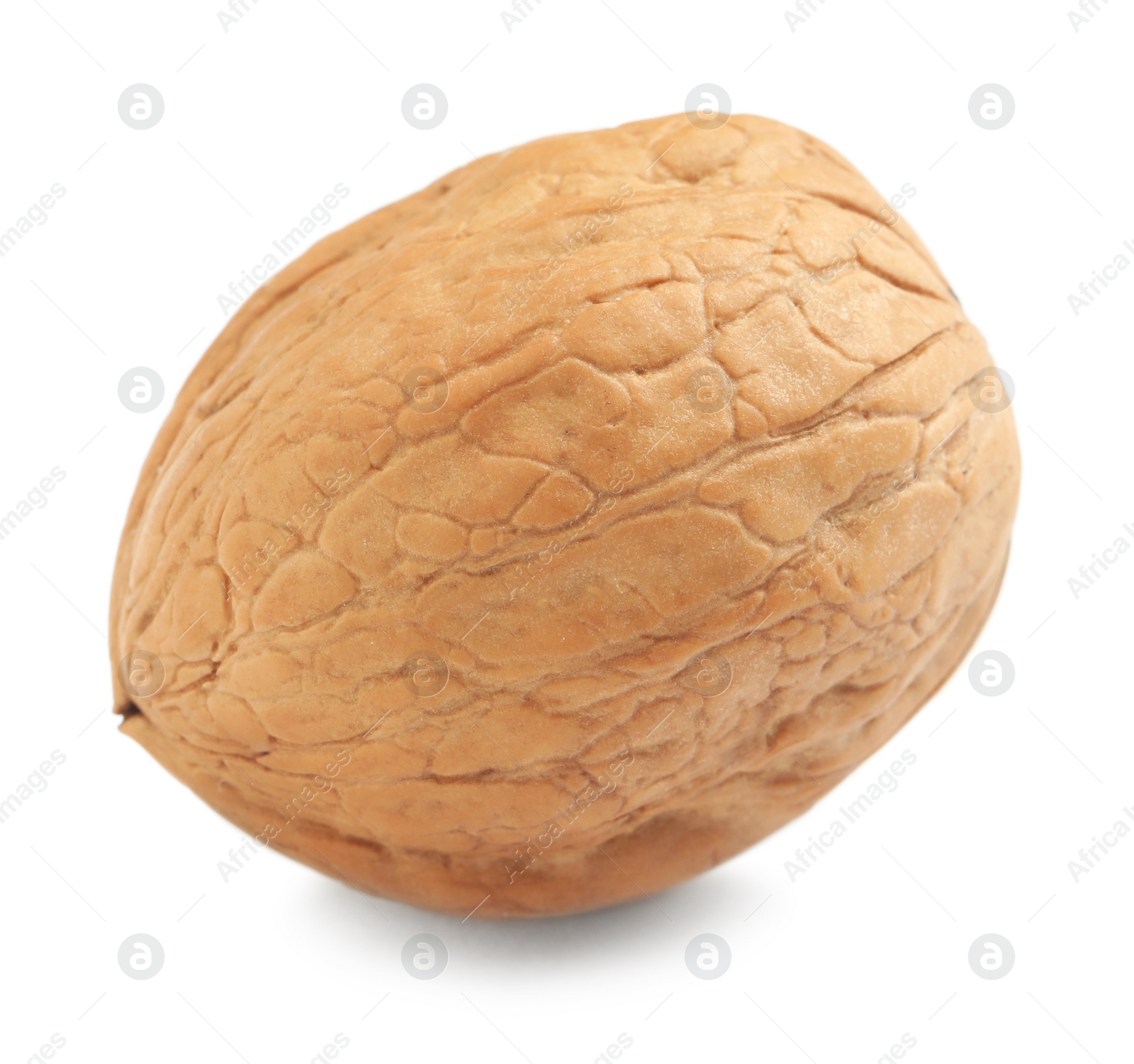 Whole walnut in shell isolated on white Photo of Whole walnut in shell isolated on white